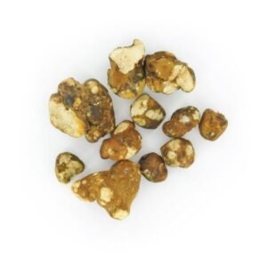 Psilocybe Tampanensis Magic Truffles | 15-122g